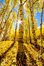 【美国摄影师David Kingham作品】
David Kingham，美国摄影师。大自然的记录者，天幕、流星、山川、河流都在他的镜头下静止。他拍摄的黄色森林，在这样一个别样的秋天真是让人痴迷！