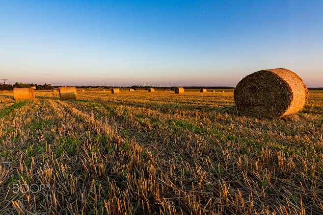 sheaf of hay by Nici...