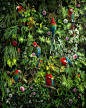 Canopy : "Canopy", a new large-scale image created as a diptych, featuring a highly stylized and patterned vision of the jungle canopy, with tropical plants, hibiscus flowers, and red macaws. I wanted to create a beautiful and captivating image 
