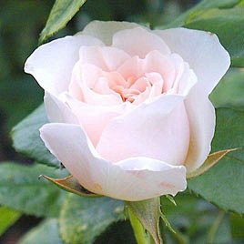 白玫瑰的花语——我足以与你相配 