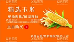 玉米海报  - 源文件下载【酷图网】玉米,农业,农业海报,农产品海报,农产品,熟玉米,生玉米,玉米地,玉米种子,玉米广告,玉米宣传,玉米海报,玉米素材,苞米,苞米地,玉米庄家,玉米田地,玉米种子图片,嫩玉米海报,鲜玉米,种子传单,玉米种子传单,种子宣传单,