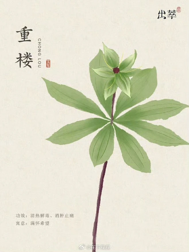 中药 重楼-花瓣网