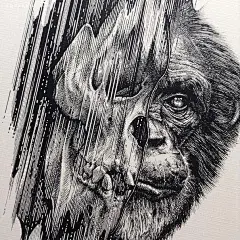 Paul Jackson 骷髅与动物 手绘插画欣赏 黑白插画 CG 骷髅 自然 黑白 动物 怪物 手绘