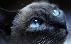 绵绵°窒息的温柔mmづ采集到猫の瞳孔