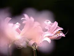 典雅的芳华百合花壁纸桌面壁纸1