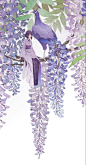 紫藤花，孔雀