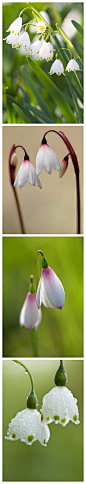 雪滴花(Galanthus nivalis)石蒜科雪滴花(雪铃花)属 又名雪花莲、小雪钟、雪铃花、铃花水仙。
雪滴花的名字最早出现于17世纪德国的文献中，那时新流行的一种泪珠状的耳环和该花的形状相似，而不是因为在下雪的天气开花命名的。人们根据其英文的解释多以为是花的形状像雪滴，其实是一种误解，但巧合之处也颇为有趣。雪滴花株丛低矮，花叶繁茂，不畏春寒，傲然开花。宜于半阴林下或草坪中丛植，又适合花境和岩石园中点缀，也可盆栽供室内摆设或做切花。