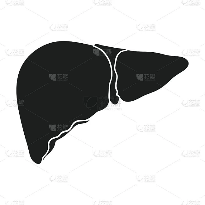 人类肝脏图标在黑色风格孤立在白色背景。人体器官符号股票矢量插图。素材-花瓣网
