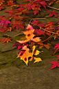01362-1096566626-maple leaf,scenery,gold color theme,afternoon,autumn,