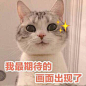 猫咪两眼放光：我最期待的画面出现了_金馆长妈蛋表情网md.itlun.cn