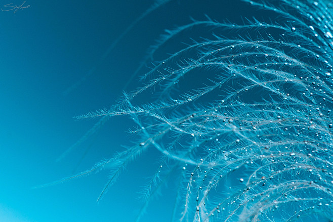 feather by Silvan La...