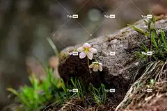 大自然 植物 花 花壁纸 叶子 草酸 野花 岩 美丽的花朵