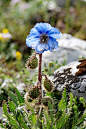 总状绿绒蒿（Meconopsis racemosa）222.jpg