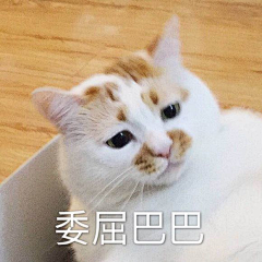 沉迷增肥日渐消瘦采集到猫咪表情包