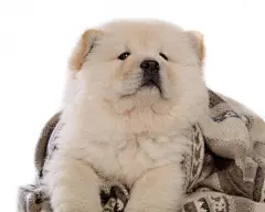 可爱的松狮犬桌面高清壁纸桌面壁纸4