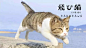 日本，有一本非常火爆的猫咪写真集——《飞行猫》