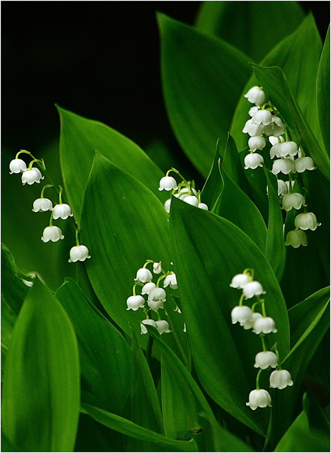 浪漫的法国人还有一个专门的"铃兰节