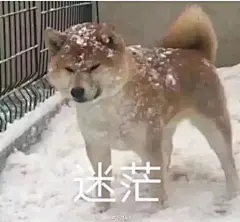 豆瓣话题 - 给父母发表情包引起的误会 : “给我爸发‘吓得我瓜子都掉了’的表情包，我爸问：‘你在吃瓜子吗？’”