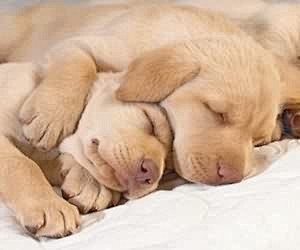 讓狗狗睡好覺 提升睡眠9要點
http:...