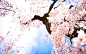 日本国花之樱花电脑壁纸-55壁纸网