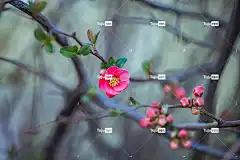 桃花 粉红色的花朵 花朵 春天 樱桃节 春芽 自然 花壁纸 特写