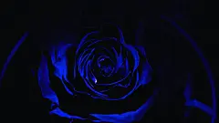 蓝色妖姬高清动态壁纸