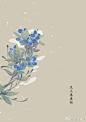 #365天生日花#  
2月18日 生日花：直立婆婆纳（Wall Speedwell），花语：健全（Normal）
 