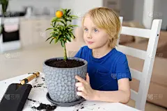 一个学龄前的男孩在一个新的大花盆里移植了一个室内植物菖蒲。Fortunella。家庭园艺。