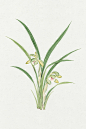 《复古日本花卉》