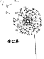 蒲公英