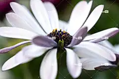 玛格丽特 花壁纸 花 美丽的花朵 植物 花卉背景 花瓣 白色的花