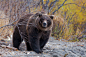 Brown bear by Sergey Krasnoshchekov on 500px