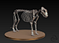 Misc - Lion Skeleton by ~Peet-B on deviantART