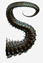 章鱼触手_新图网ixintu.com