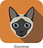 Siamese, Cat breed face cartoon flat icon design