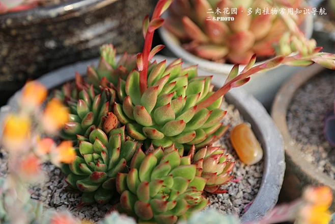 多肉植物常用知识导航