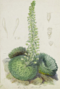 Saxifraga florulenta - Walter Hood Fitch - Kew Gardens Botanical Prints - Kew Botanical Prints