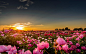 General 1920x1200 sunset sunlight flowers roses pink roses nature landscapes