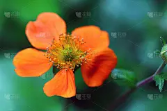 金葡萄或金葡萄花