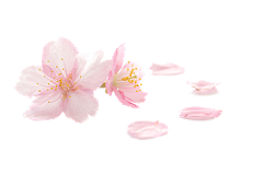 碌嘢好劲采集到粉色花瓣