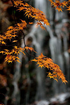 煤球DIU采集到· Landscape ︱意向图