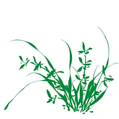 茶叶包装设计元素春茶兰妃茶线描山水图案纹路图