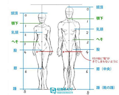 燕剪孑行采集到【绘画基础】人体理论