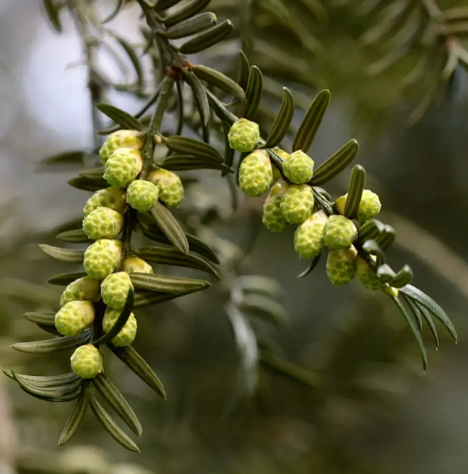 【榧树】雄球花—— 科属：红豆杉科，榧属。 学名：Torreya grandis Fort. ex Lindl.； 别名：圆榧、芝麻榧、了木榧 ...
