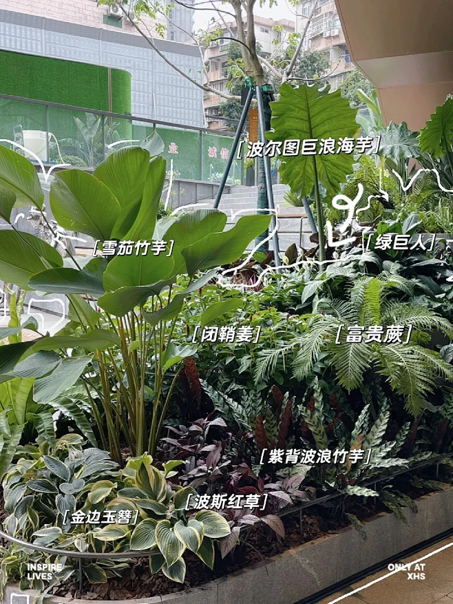 #五一五张图 #植物搭配 #景观园林 #热带植物-花瓣网