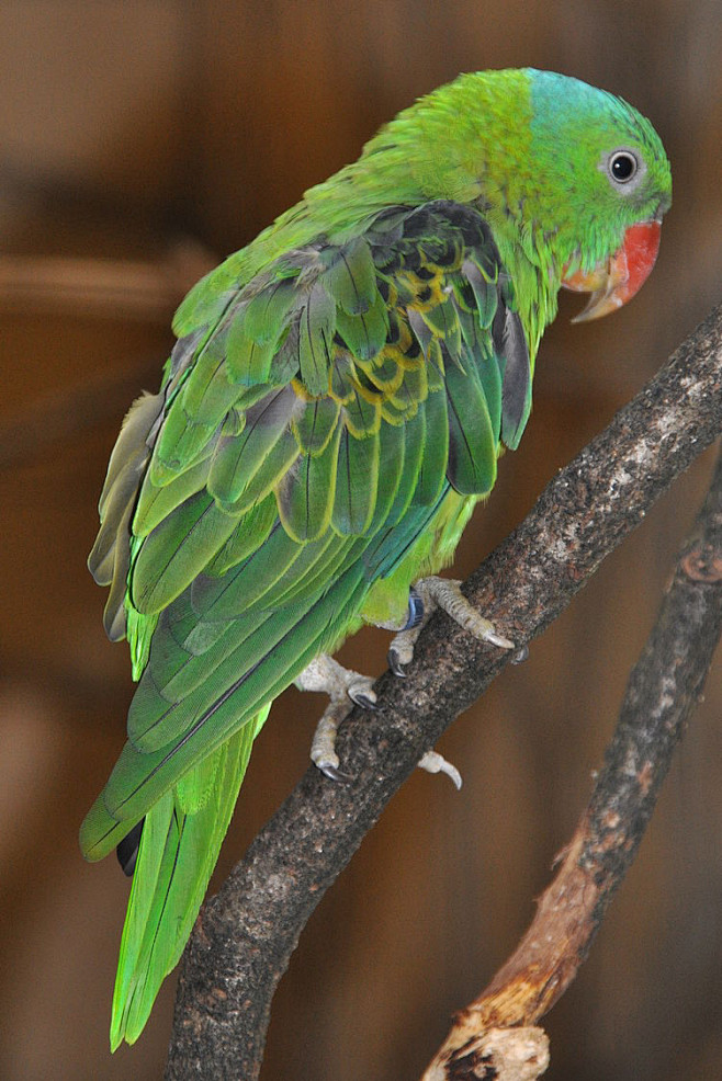 鹦形目鹦鹉科巨嘴鹦鹉属蓝颈鹦鹉