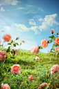 a grassy field is filled with pink roses, in the style of contemporary fairy tale, bright backgrounds, light sky-blue and light orange, diorama, organic material, precarious balance, richly detailed backgrounds