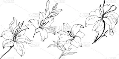 时尚,分离着色,百合花,野花,壁纸,植物群,涂料,春天,复古
