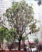 G广玉兰01