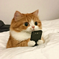 cat cat \ 认真工作小猫 - 小红书